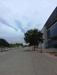 淄博国际会展中心的大树
