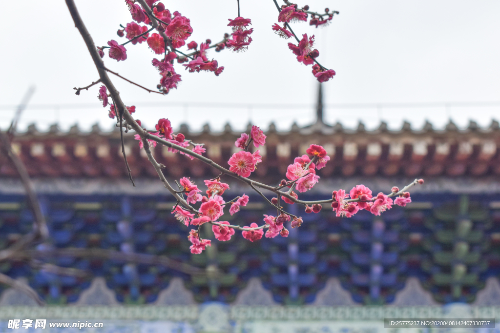 朱砂梅 梅花