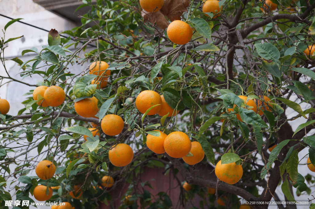 桔子橘子橙子图片