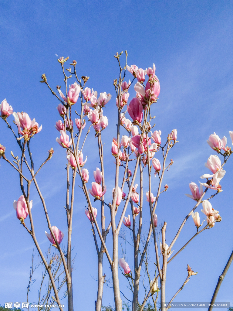 春天 漂亮 玉兰 鲜花 玉兰花