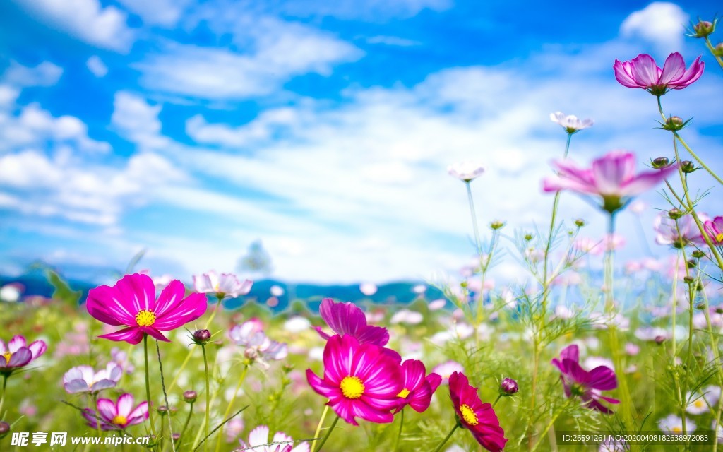 花海