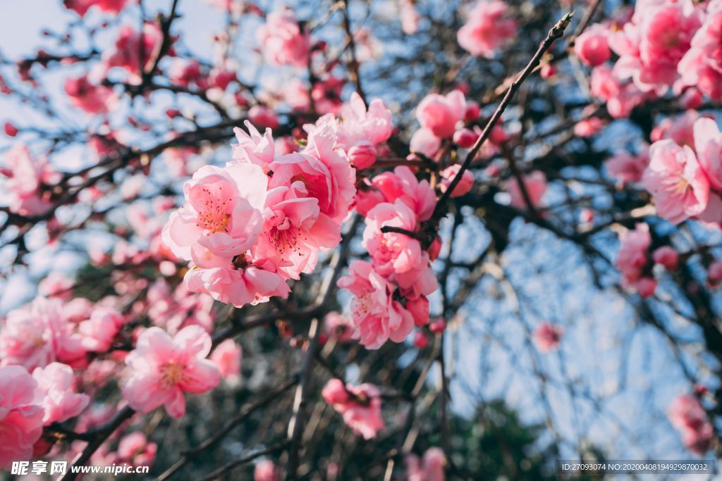 桃花