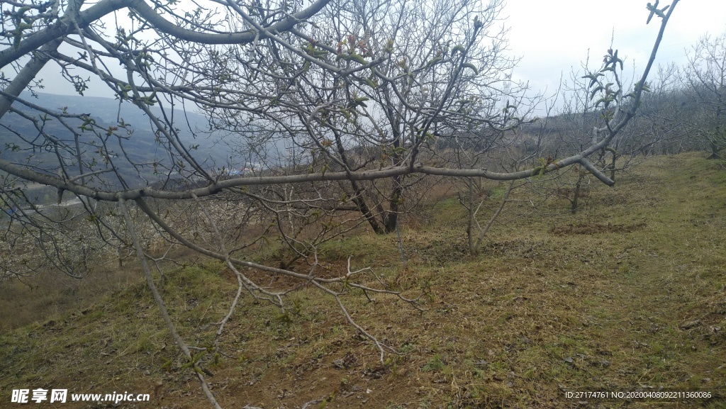 花椒树 核桃树 阴天