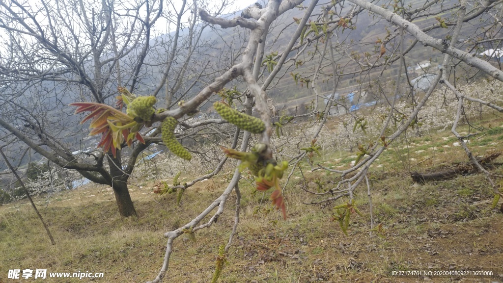 麦地 阴天 高山 山丘 草地