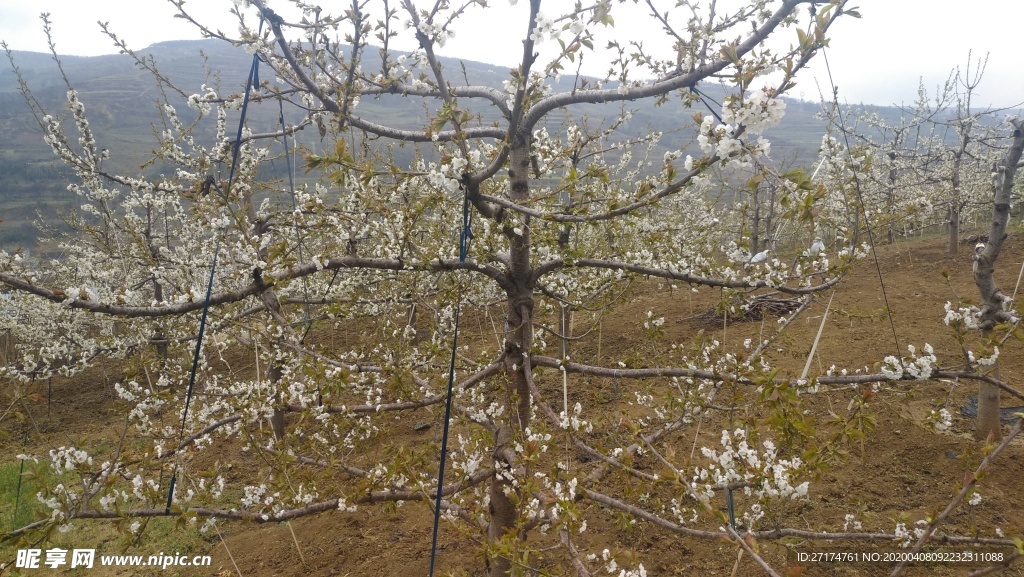 麦地 阴天 高山 山丘 草地