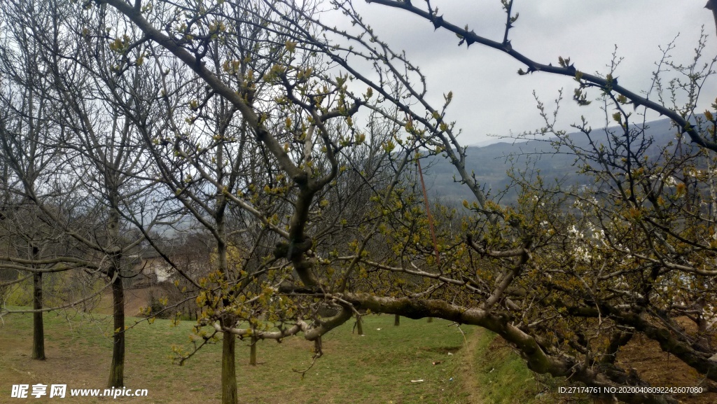 麦地 阴天 高山 山丘 草地