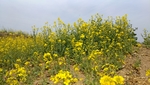醉美油菜花