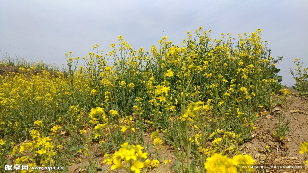 醉美油菜花