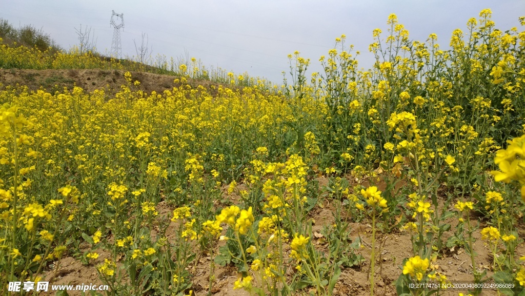 醉美油菜花