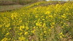 醉美油菜花