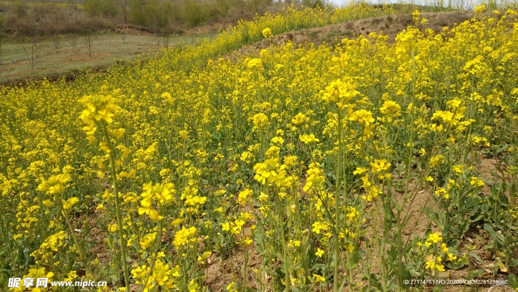 醉美油菜花