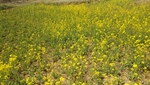 醉美油菜花