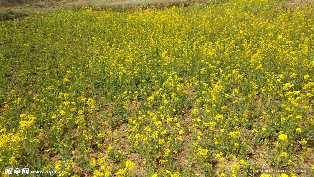 醉美油菜花