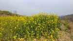 醉美油菜花