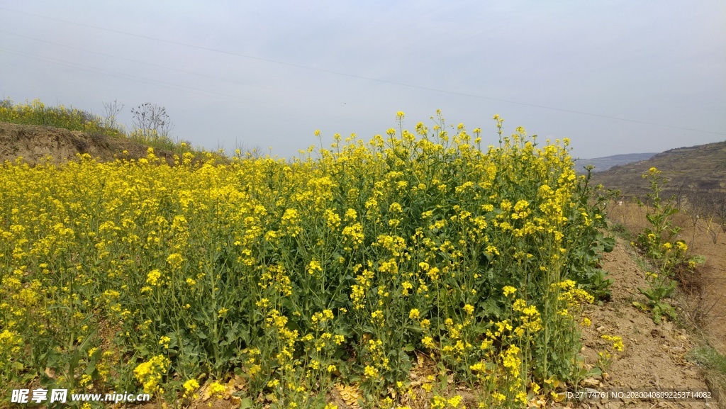 醉美油菜花