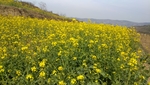 醉美油菜花