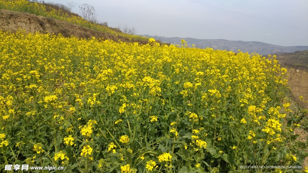 醉美油菜花