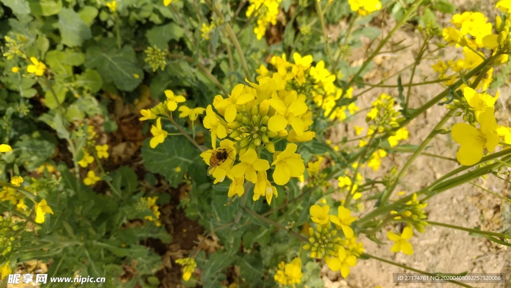 醉美油菜花