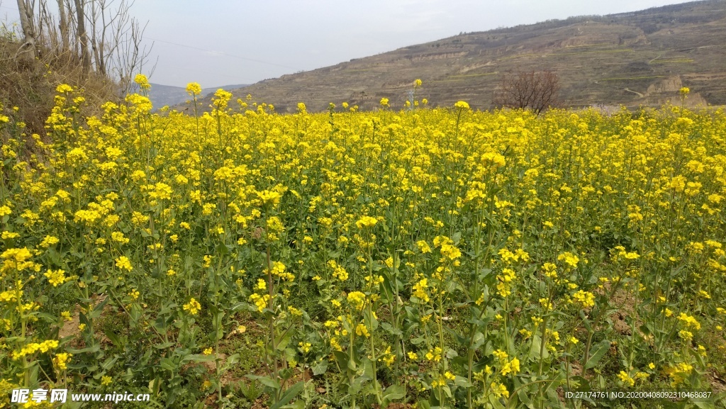 醉美油菜花