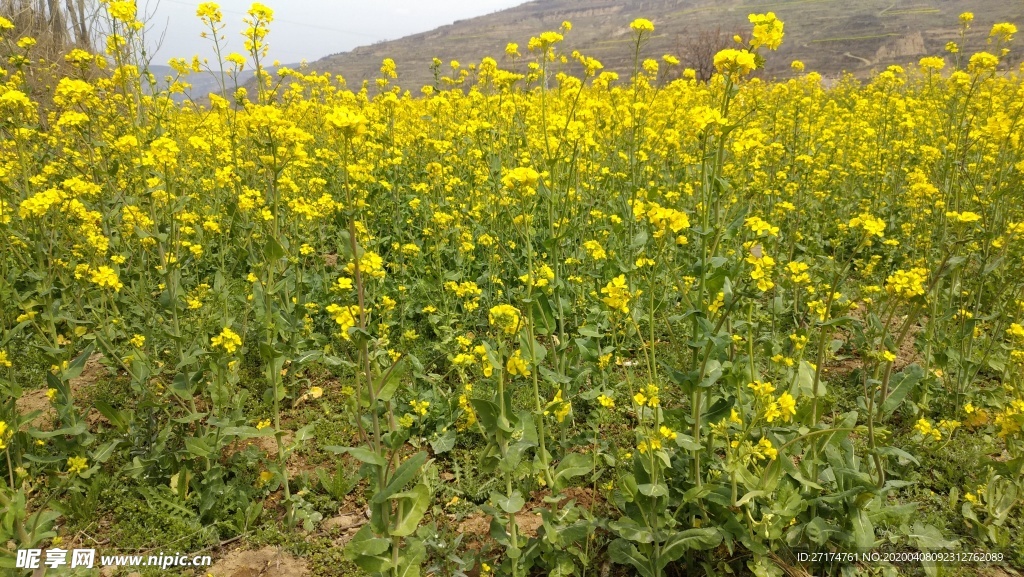 醉美油菜花