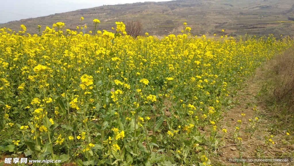 油菜花