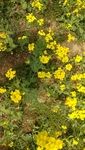 油菜花