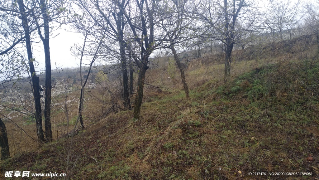 麦地 阴天 高山 山丘 草地