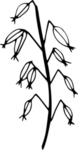 花纹