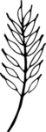 花纹