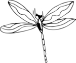 花纹