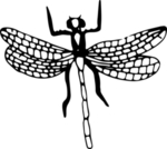 花纹