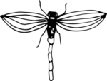 花纹