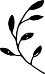 花纹