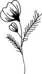 花纹