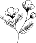 花纹