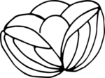 花纹