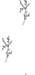 花纹