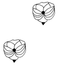 花纹