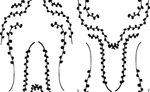 花纹