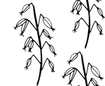 花纹