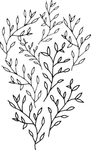 花纹