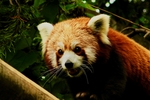小熊猫