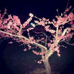 桃花树