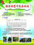 银杏树落叶研究