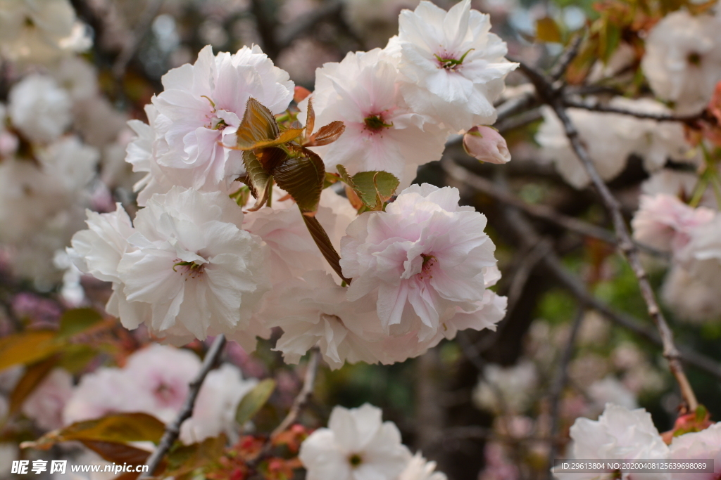 樱花