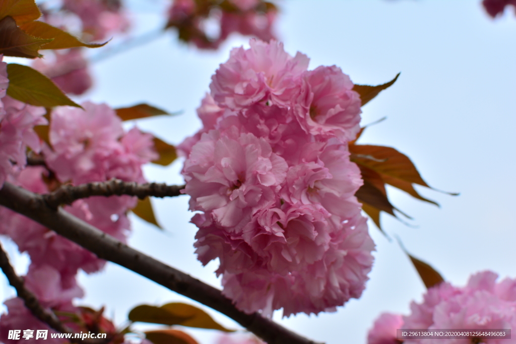 樱花