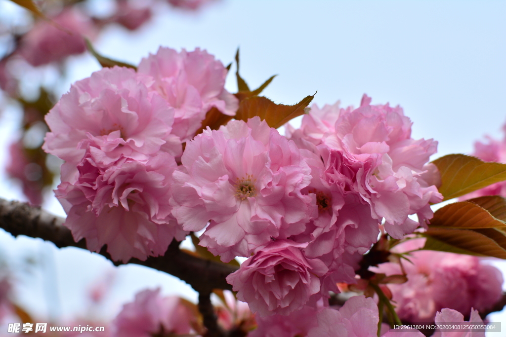 樱花