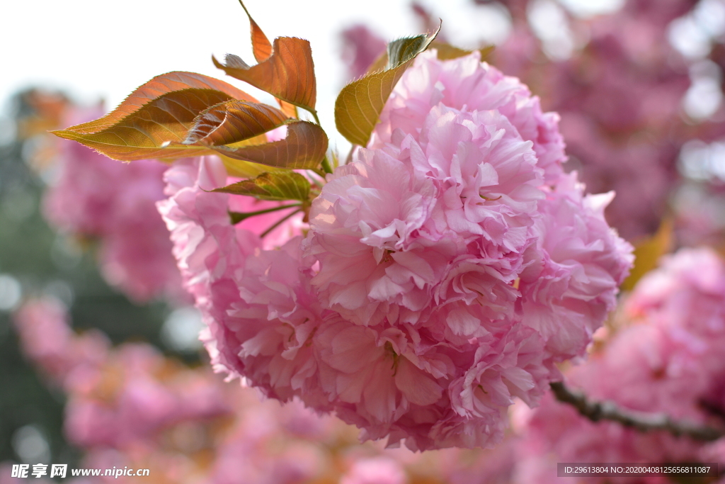 樱花