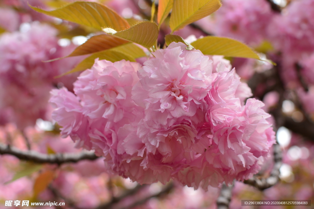 樱花