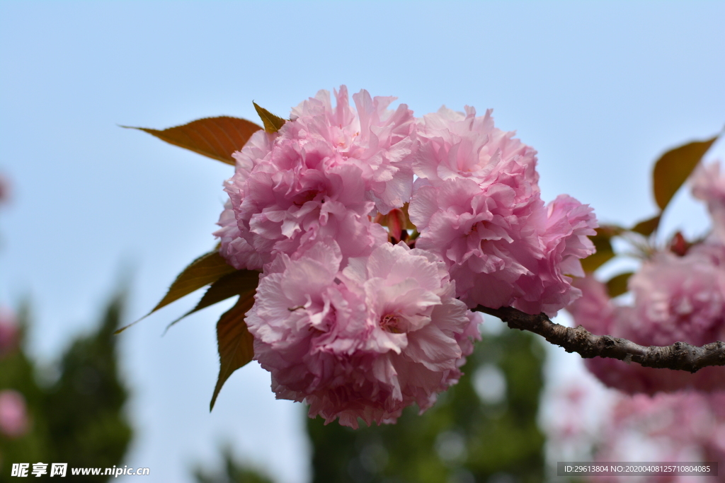 樱花